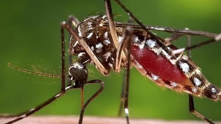 ২৪ ঘণ্টায় ডেঙ্গুতে মৃত্যু ৫, হাসপাতালে ভর্তি ১৯২০