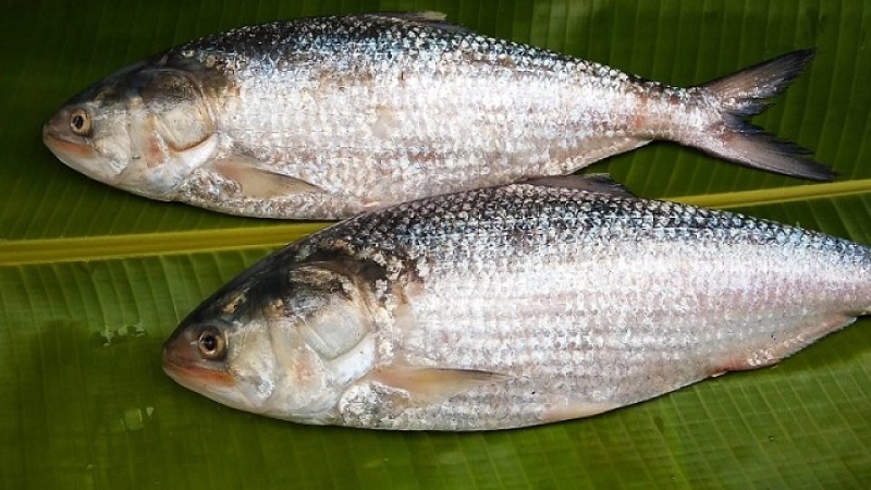 ফেসবুক বিজ্ঞাপনের ইলিশ কান্ডে প্রতারকের ফাঁদে সাংবাদিক