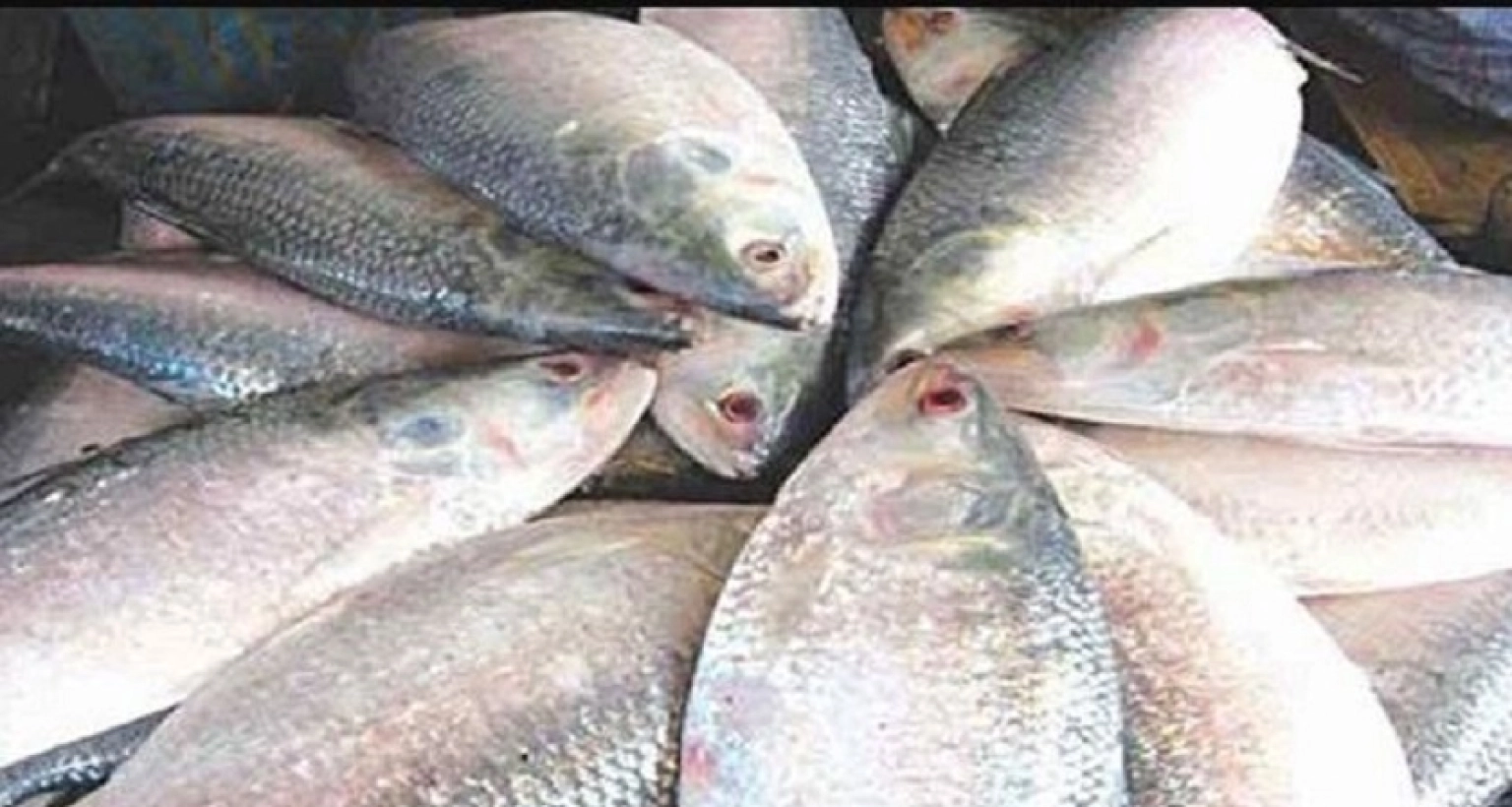 বড় সাইজের ভালো মানের ইলিশ মাত্র ৪০০ টাকা কেজি!