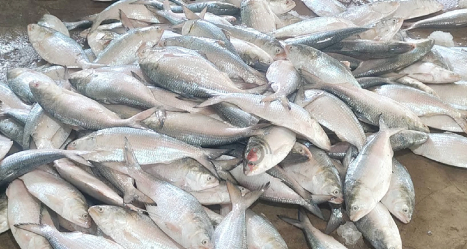 কোন ইলিশ পদ্মার কোনটা গুজরাটের, চেনার সহজ উপায়
