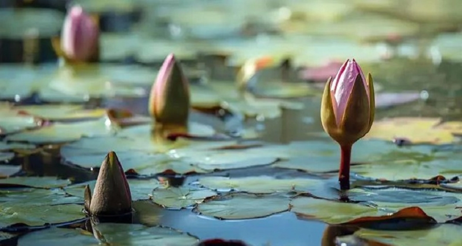 ইসির প্রতীকের তালিকায় যুক্ত হলো ‘শাপলা কলি’
