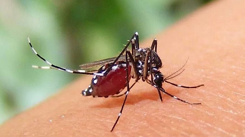 ডেঙ্গুতে ৯ জনের মৃত্যু, হাসপাতালে ভর্তি ১০৪২