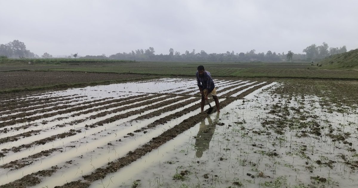 হঠাৎ বৃষ্টি ও দমকা হাওয়া; ধান, আলু ও সবজির ব্যাপক ক্ষতি
