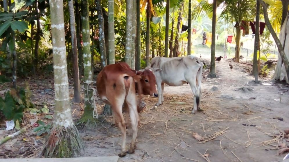 পাওনা টাকা আদায়ে কৃষকের গরু ছিনিয়ে নিলেন জামায়াত নেতা!