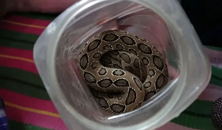 সাপে কামড়েও দমে যাননি কৃষক, জ্যান্ত সাপ হাতে হাসপাতালে চাঞ্চল্য