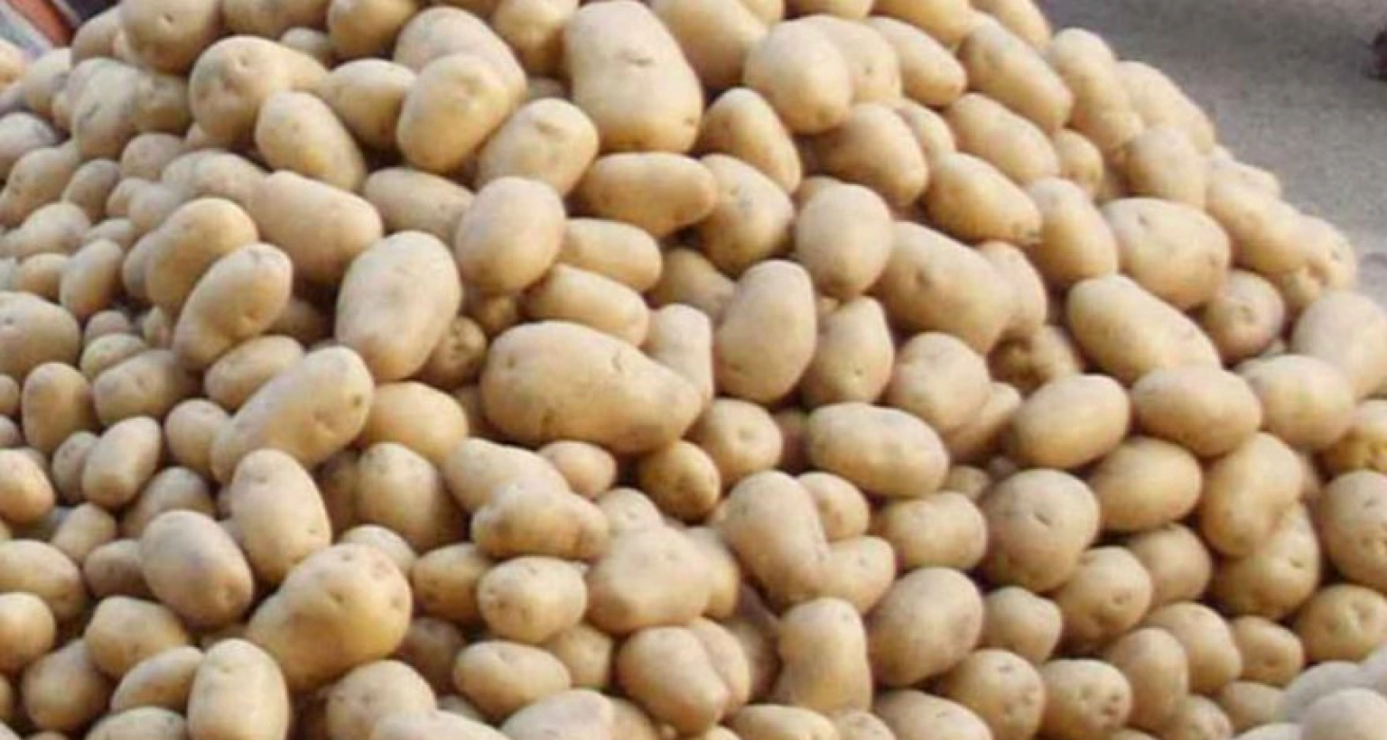 সরবরাহ বাড়ায় পানির দরে আলুর কেজি!
