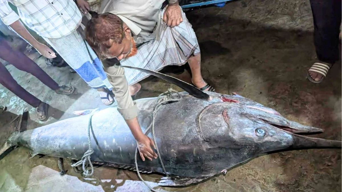 টেকনাফে জেলেদের জালে ধরা পড়ল ২০০ কেজির ‘পাখি মাছ’