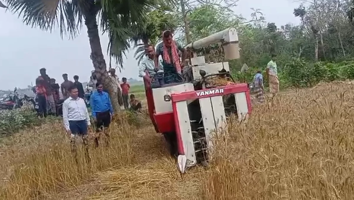 সাতক্ষীরায় হারভেস্টার মেশিনে গম মাড়াইয়ে খুশি কৃষকরা