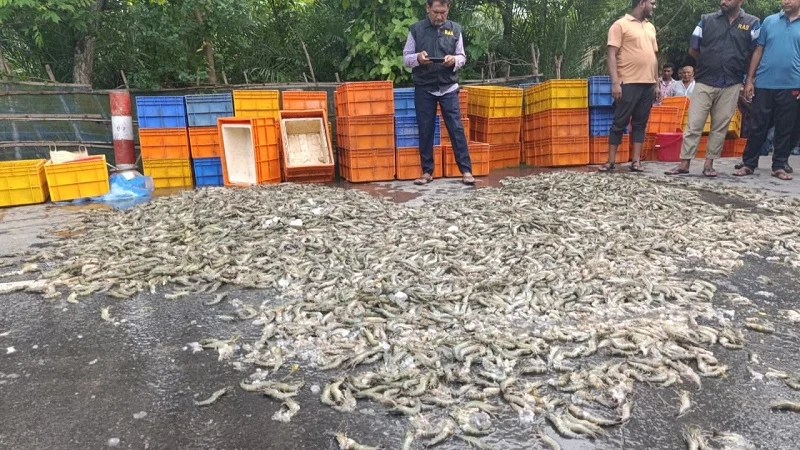 সাতক্ষীরায় জেলি পুশ করা চিংড়ি জব্দ ও ধ্বংস